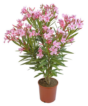 Nerium oleander en pot	