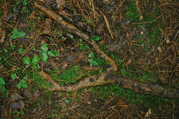 Fallen branches and dry leaves
