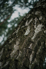 Tree Bark Texture Close-Up