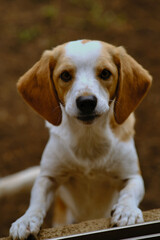 Dog in a house looking through a window of a house