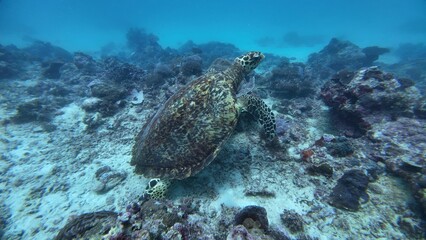 A Green sea turtle swimming underwater