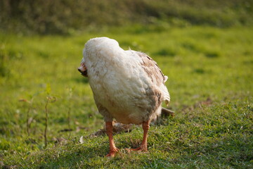 A white goose preening its back by its beak on the grass field