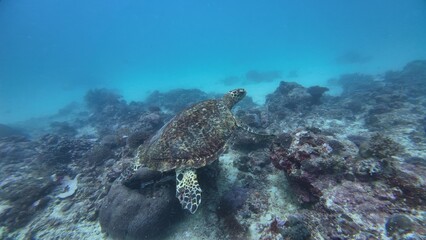 A Green sea turtle swimming underwater