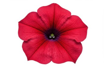Obraz premium Red hibiscus and poppy flowers isolated on white background