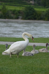 swan family