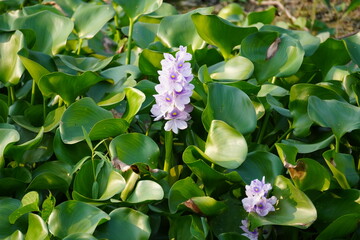 Purple water hyacinth flowers are blooming surrounded with its broad round leaves