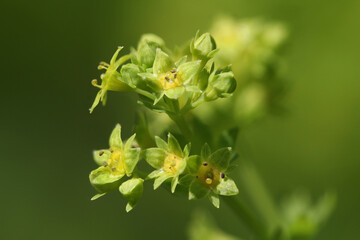 Blooming Lady's mantle ( Alchemilla cf. glabra ) close-up with small green blossoms in the Austrian Alps