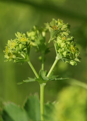 Blooming Lady's mantle ( Alchemilla cf. glabra ) close-up with small green blossoms in the Austrian Alps