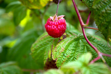 Ripe red raspberry hanging from a branch with green leaves in the background, captured in natural daylight