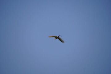 A bird in flight, possibly a heron or egret in the clear blue sky 