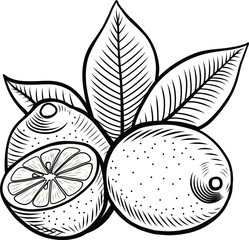 Lemons fruits composition with half and leaves vector illustration in sketch style. Black and white hatched line art of citrus fruits. For packaging and design.