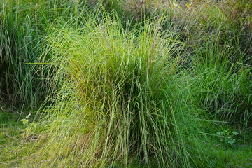 Cymbopogon schoenanthus, commonly known as camel grass or camel's hay