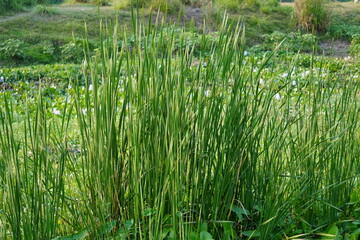 Obraz premium Shichito matgrass has grown beside the river bank