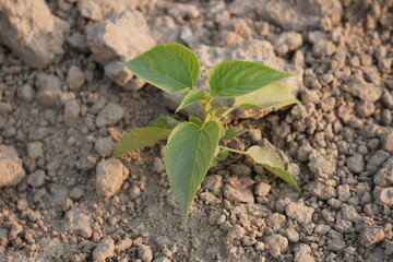 A young Celtis australis, also known as the European hackberry or nettle tree is growing on soil