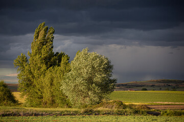 Campo con arboles un día de tormenta