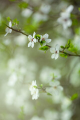Śliwa tarnina (Prunus spinosa L.), wiosenne tło, tapeta, motyw w kwiaty