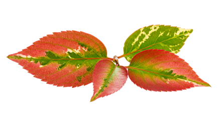 Close up of colorful leaves showing red green and white variegation on a black background plain studio shot