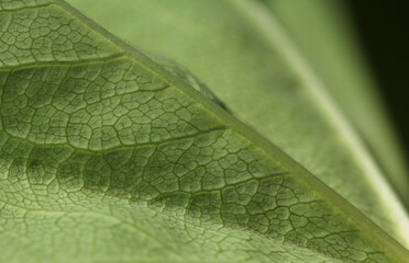 Blooming Lady's mantle ( Alchemilla cf. glabra ), close-up of a green leaf blade underside with veins