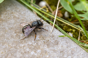 a blue mason bee on a gray background