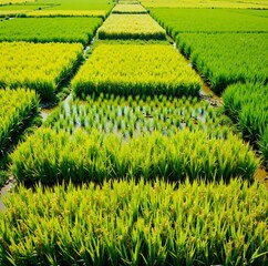 A vibrant green rice field with neatly arranged rows and a clear path through it, showcasing the agricultural landscape