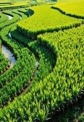 A winding creek meanders through a vibrant corn field, creating a natural mazelike pattern that contrasts beautifully with the green crops