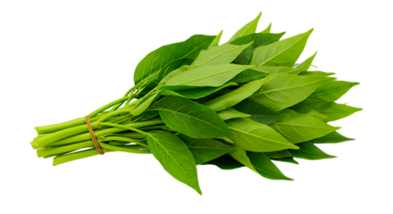 A bunch of fresh green water spinach tied together with a brown string on a black background close up view