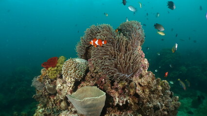 Ocellaris Clownfish swimming in sea anemone 