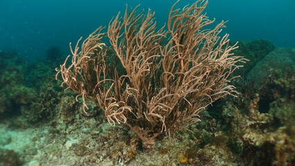 Underwater staghorn(acropora) coral in boracay, Philippines 