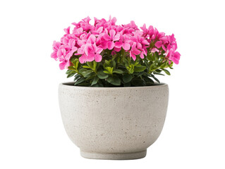 Bright pink flowers in decorative pot for home decor design, cut out