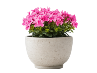 Bright pink flowers in decorative pot for home decor design, cut out