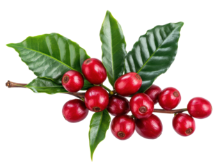 Coffee cherries on branch with green leaves ready for harvest, cut out