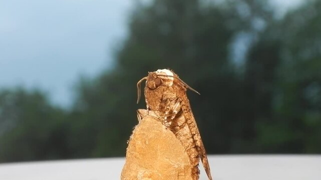 Goat moth, Cossus cossus on stone in lighting - close-up. Topics: animal, macro, nature, butterfly, fauna, details