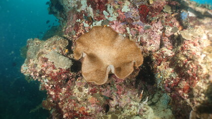 An underwater ecosystem built by colonies of tiny animals 