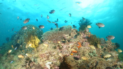 An underwater ecosystem built by colonies of tiny animals 