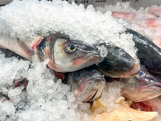 Close up view of fresh sea bass fish on ice on a fishmonger's stall in a market.
