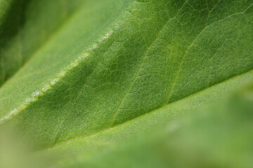 Blooming Lady's mantle ( Alchemilla cf. glabra ), close-up of a green leaf blade with veins