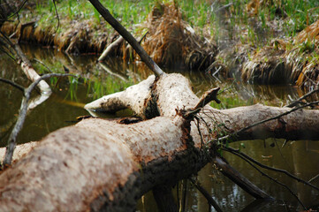 A branch submerged on the riverbank.