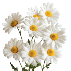 Obraz premium White Daisies with Yellow Centers - Minimal Bouquet on White