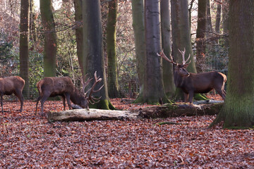 Damhirsch (Dama dama) oder Damwild im Tierpark