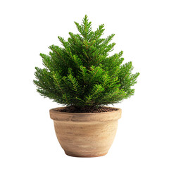 Fototapeta premium A Small Norfolk Island Pine in a Festive Pot Isolated on Transparent Background
