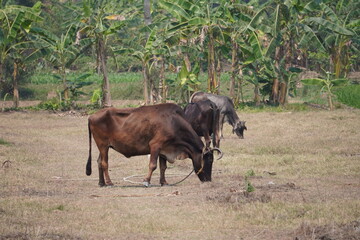 The cattle are eating grass from the field