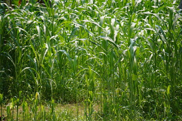 Obraz premium A field of corn is full with young plants