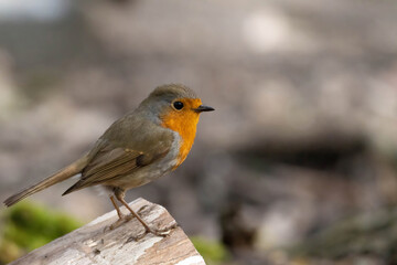 Robin bird is one of the common Garden birds