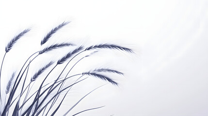 A cluster of barley ears, finely structured and slender, spread across a smooth, white background.