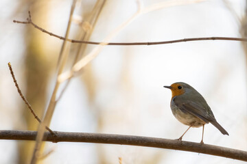 Red robin (Erithacus rubecula) garden on bright background