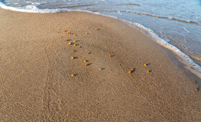 Amber stones on sea coast. Amber gems search on Baltic sea shore, fossilized tree resin crystals on sand