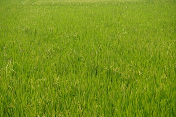 Obraz premium The rice plants in the paddy field are full with growing seed heads