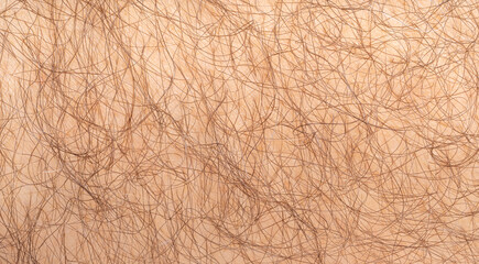 Macro texture of hairy human skin, close view of male arm or leg, body hair, natural surface...