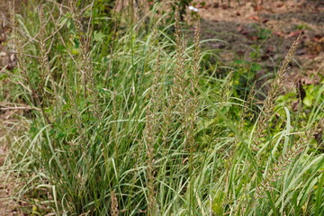 A patch of grass possibly Spodiopogon commonly known as love grass