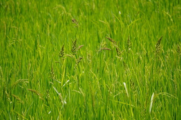 Several tall seed heads of weeds inside the paddy field